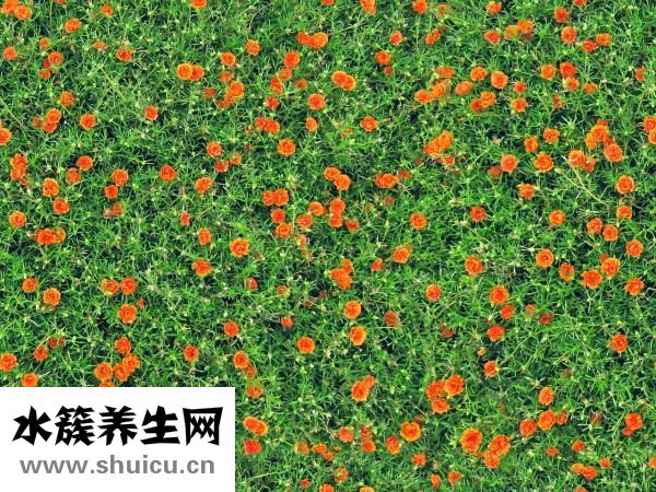 康乃馨怎么養