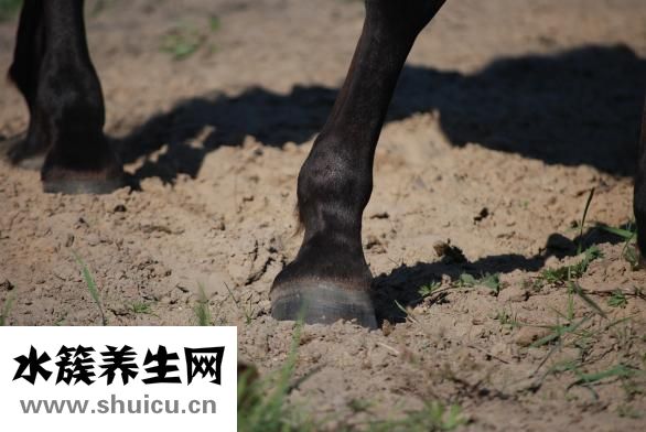 小腿粗怎么減