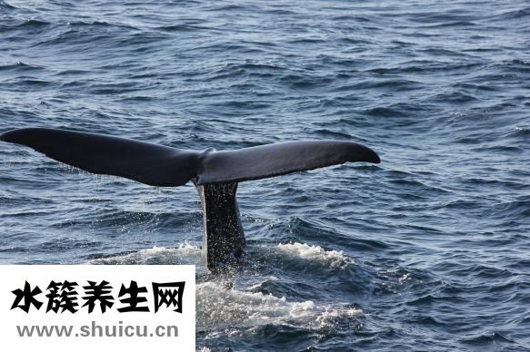 人魚線是什么