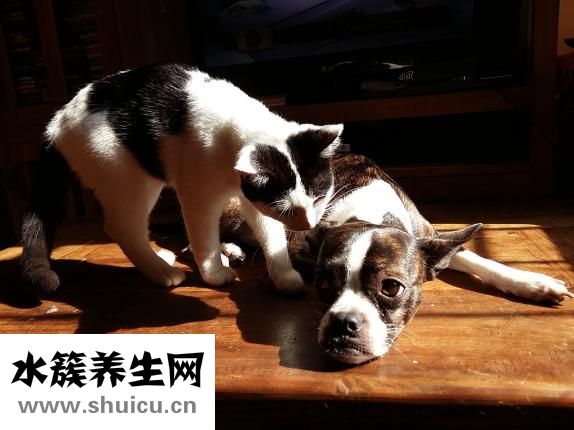 什么然而止