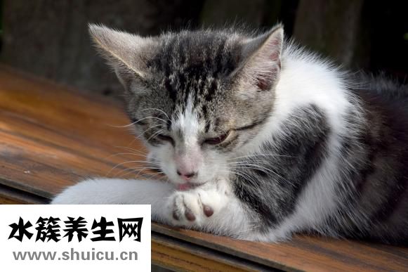 寵物怎么托運
