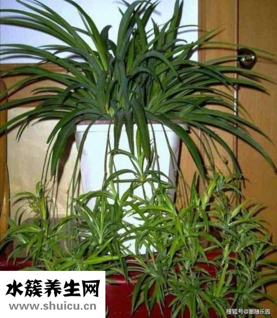 吊蘭怎么養