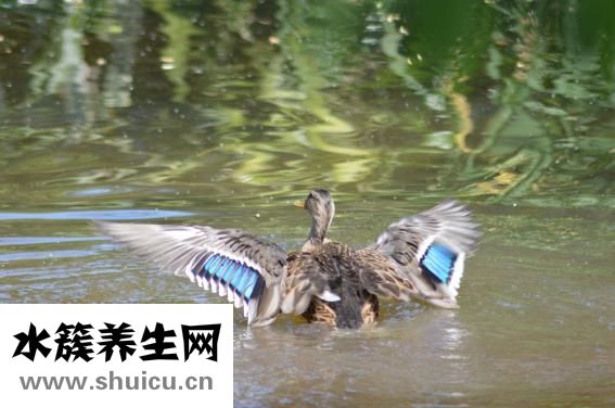 天空為什么是藍色的