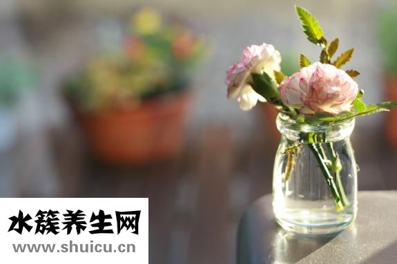 康乃馨怎么養