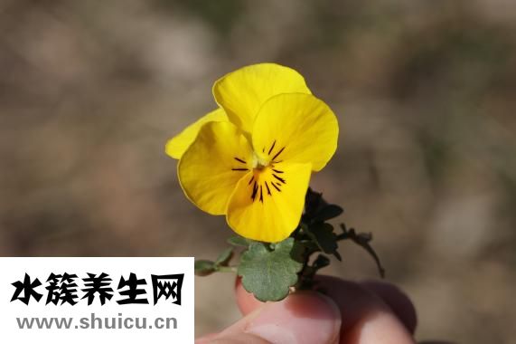 以馬內利是什么意思
