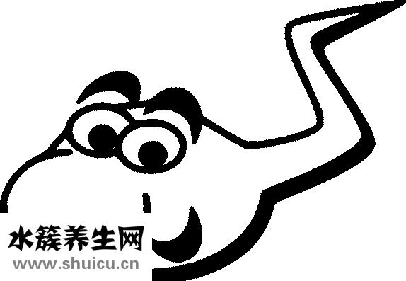 三七粉怎么吃