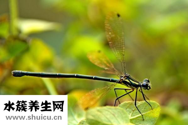 昆蟲有哪些