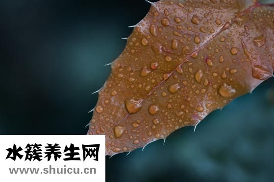 懿是什么意思