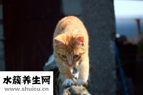 多寶魚怎么殺