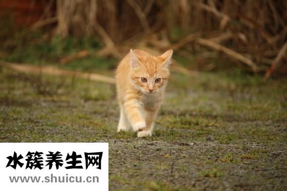 多寶魚怎么殺