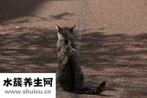 如何談戀愛