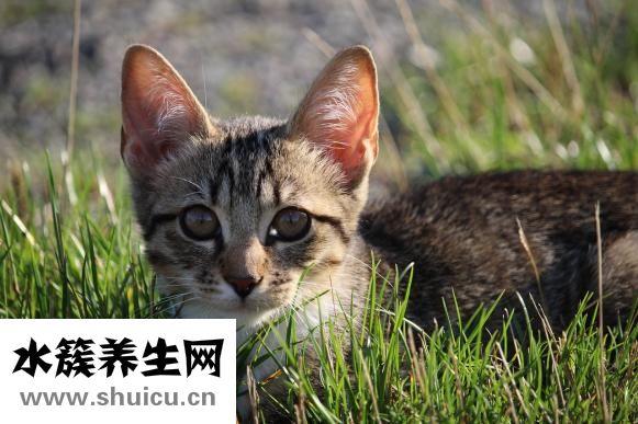 多寶魚怎么殺