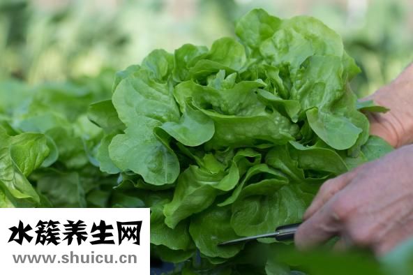 吃什么豐胸
