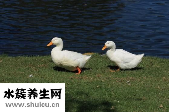 小鴨子吃什么