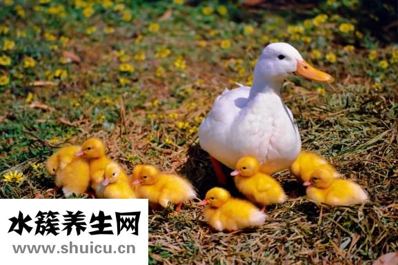 雞寶是什么