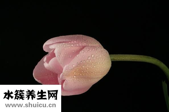 明膠是什么