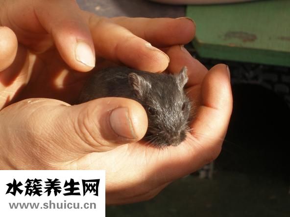 中風吃什么好