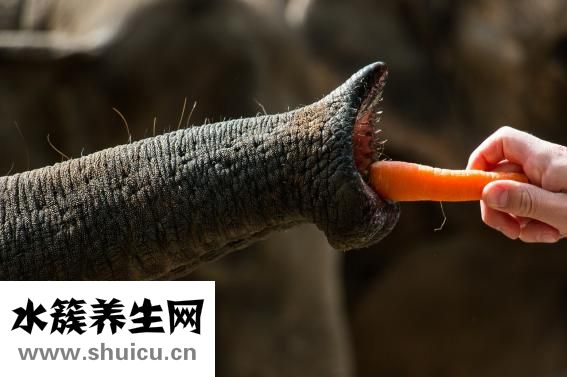 獅子頭怎么做
