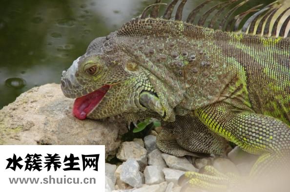 舌頭發黑是怎么回事