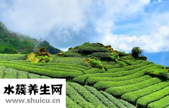 如何開茶葉店