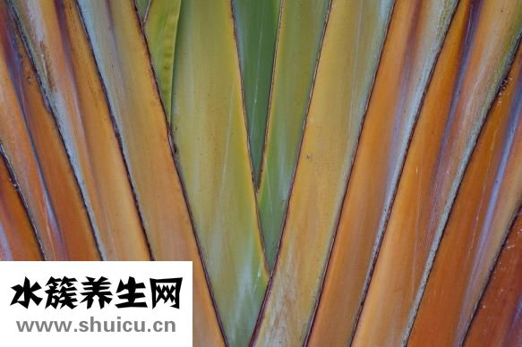 腸炎吃什么好
