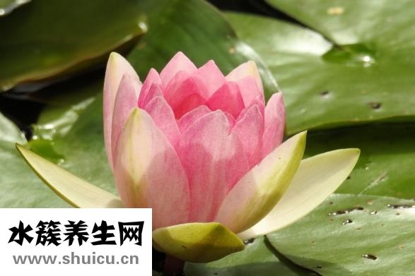 如何煲雞湯