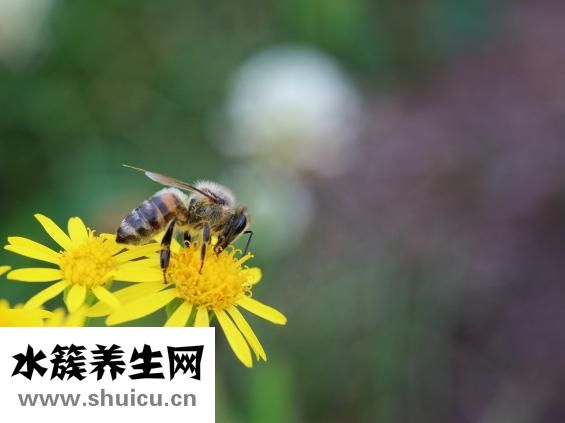 蜂蠟怎么吃