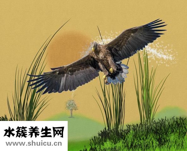 橄欖油怎么用
