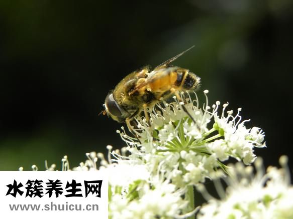 蜂蠟怎么吃