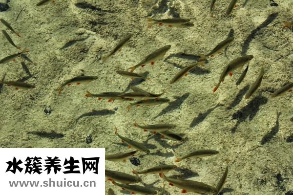 什么是人魚線