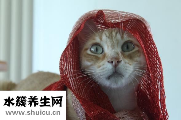 近視了怎么辦