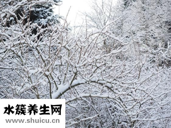 什么是銀屑病