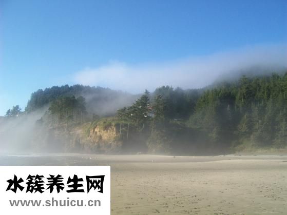 菠蘿怎么長的