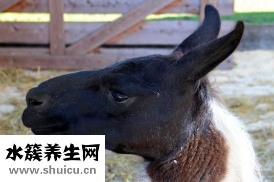 耳朵痛怎么辦