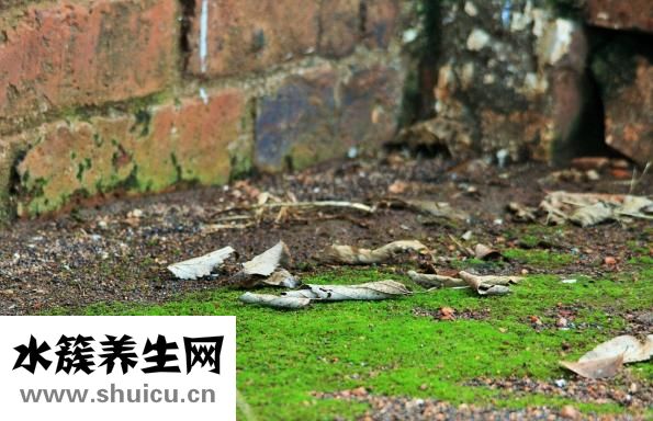 菠蘿怎么長的