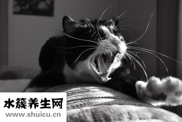 感恩節吃什么