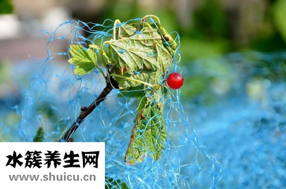 奇異果是什么