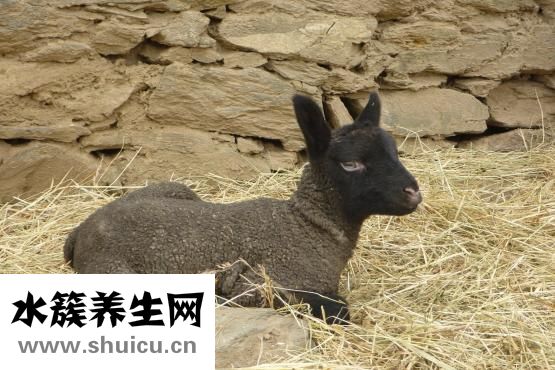七夕吃什么