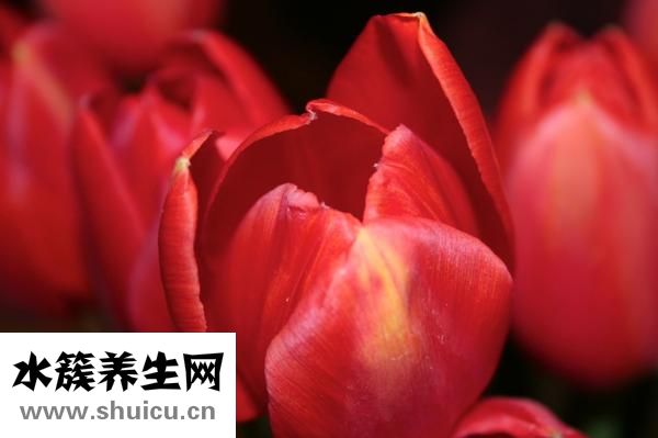 裳怎么組詞