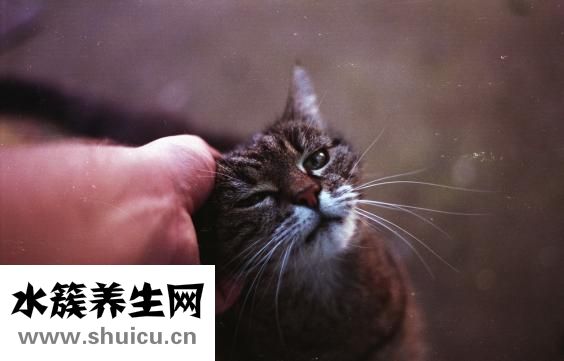 感恩節吃什么