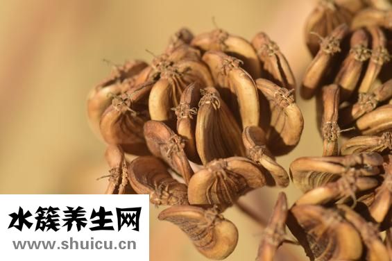 耵聹是什么