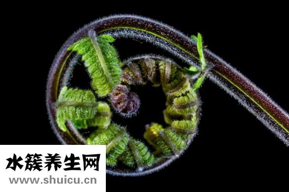 冬筍是什么