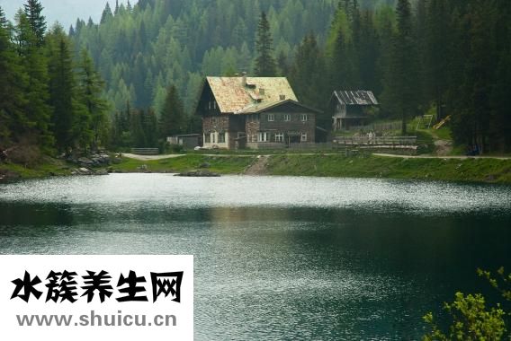 冬筍是什么