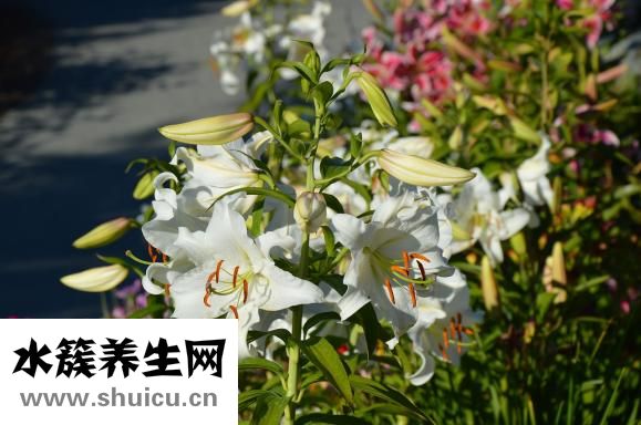 什么是陰陽人
