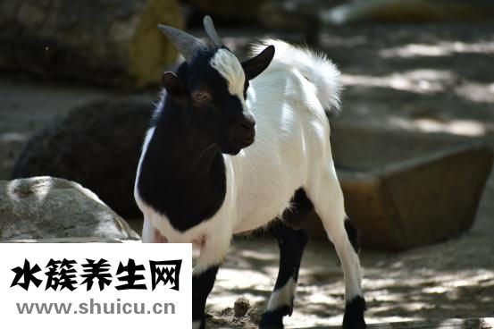 七夕吃什么