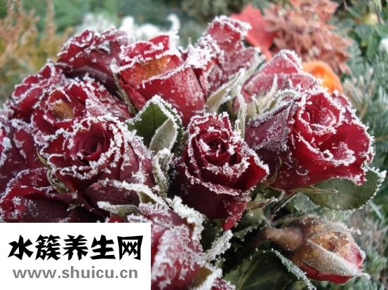 蘭蔻怎么樣