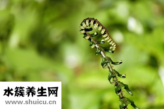 冬筍是什么
