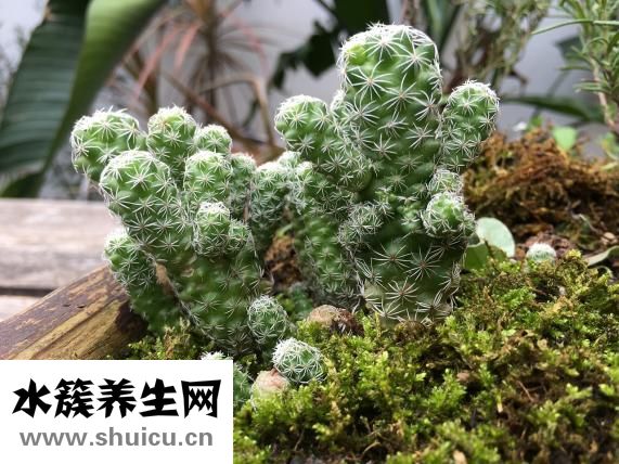 綠鉆有什么用
