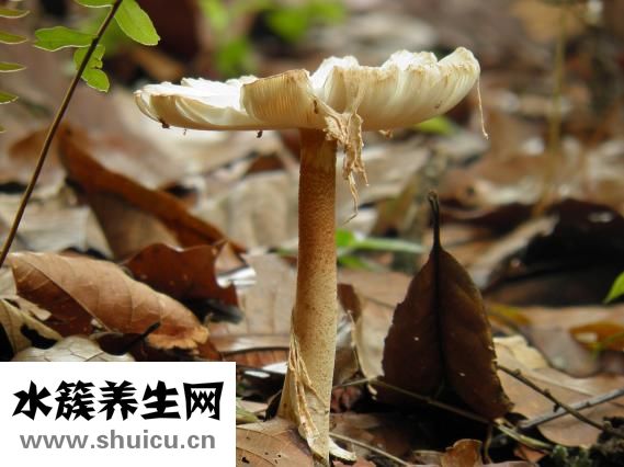 手蛻皮怎么辦