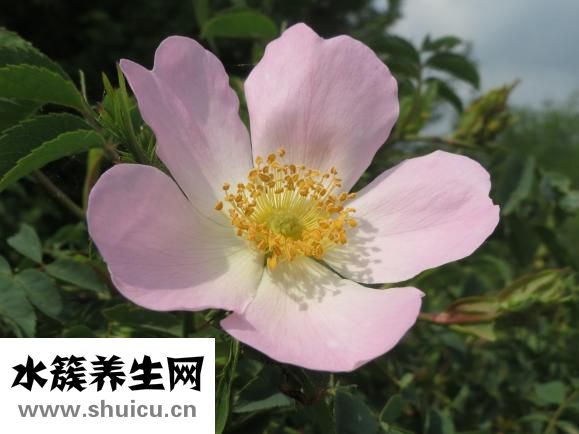 氣管炎怎么治
